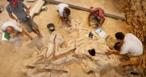 neanderthalieni unelte din lemn