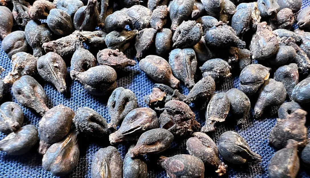 Aceste semințe de struguri, conservate în stare excelentă, au fost descoperite în vasele de vin sigilate din mormântul reginei Meret-Neith din Abydos