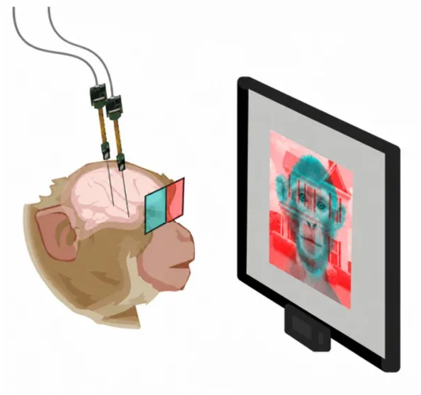 O ilustrație a configurației experimentale, în care se vede un macac care privește imagini concurente prin ochelari roșii și cyan, în timp ce electrozii îi înregistrează activitatea cerebrală